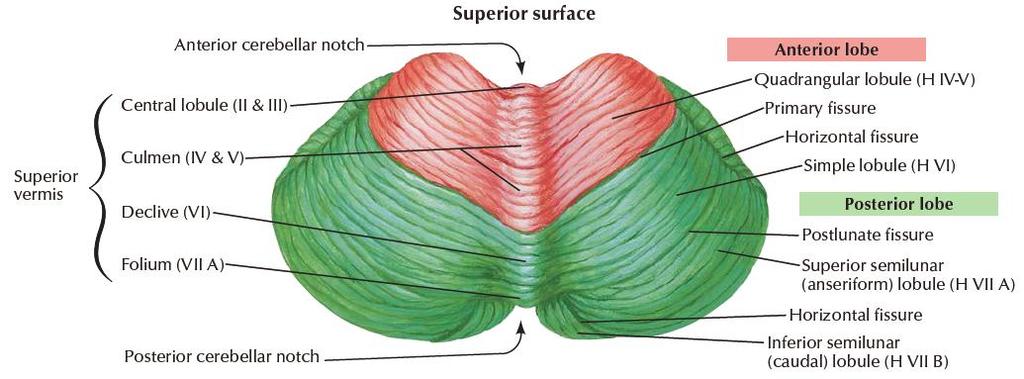 External structures Consists of two cerebellar