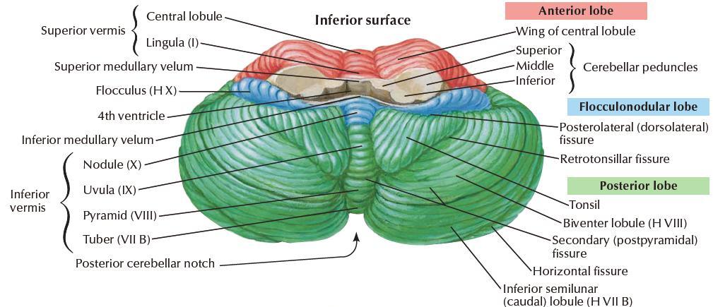 External structures Lobules of cerebellum: Anterior lobe,