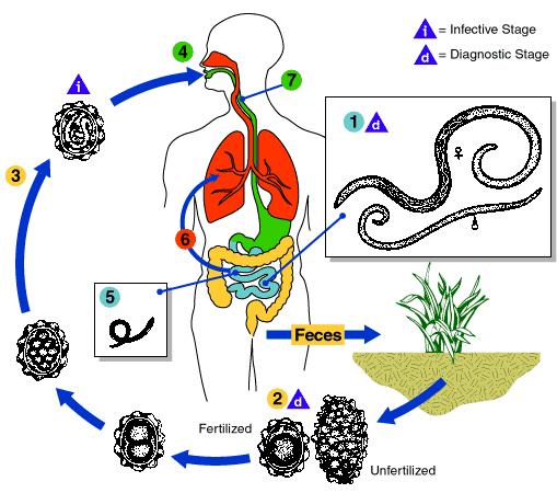 Fig. 3: Life cycle of Ascaris lumbricoides.