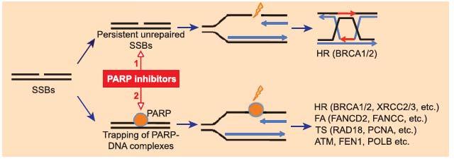 PARP inhibitors Primary breast
