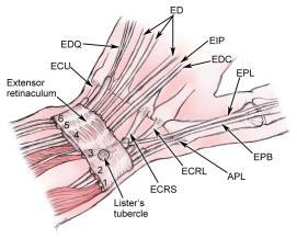 Dorsal Compartments of Wrist/Hand I APL/EPB II ECRL/ECRB III EPL IV EI/EDC V EDM VI ECU Biomechanics/Kinematics Flexion 60% midcarpal, 40% radiocarpal Extension 66% radiocarpal, 33% midcarpal Radial