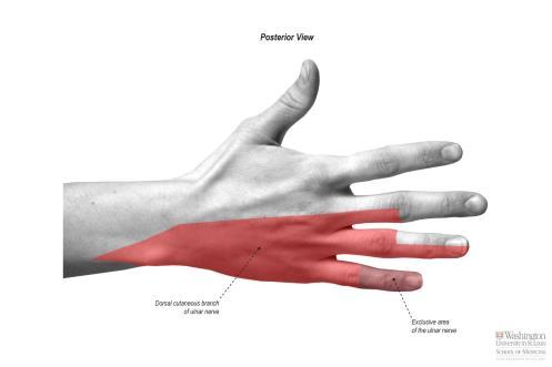 Articular branches to the wrist Cutaneous Distribution of Ulnar