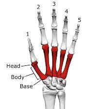 Metacarpals Phalanges Base Articulate with carpals Bases of MC bones of digits articulate with one another Body Head