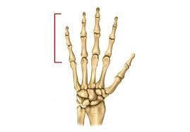 Base Body Head Proximal Middle Thumb lacks a middle phalange Distal Joints of Wrist Radiocarpal Joint Radio-carpal