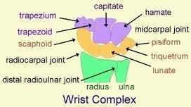 between ulnar notch and articular surface of the carpal