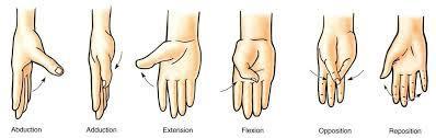 Movements of the thumb are at right angles to the movements of the other digits