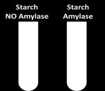Result: glucse present in tube cntaining amylase Cnclusin: amylase breaks starch dwn t glucse Respiratin: the release f energy frm digested fd Aerbic Respiratin Investigate