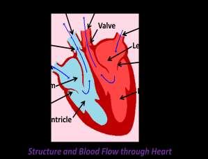 red cells, Invlved in defence (fight infectins) Platelets Fragments f cells Invlved in cltting bld Structure and Functin f the Heart Left ventricle is strnger and thicker because it has t pump bld
