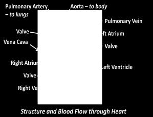 Dexygenated bld enters right atrium frm vena cava Right atrium then cntracts Enters right ventricle thrugh valve Cntracts and passes int pulmnary artery thrugh valve Passes thrugh lungs picks up O 2,