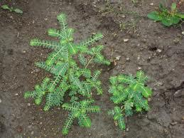 Bhumyamlaki (Phyllanthus niruri) Parts used: Whole plant Properties: Taste inducer (Rocana), useful in Amlapitta (Hyperacidity), Pandu