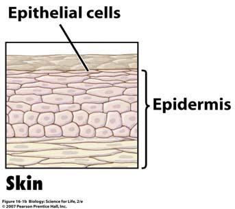 tissue, or epithelia: Epithelial Tissue Epithelial tissue is only anchored on one surface The unattached surface is either exposed to