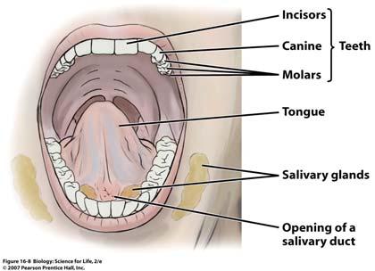 Digestion begins in the Chewing breaks the food into smaller pieces This mechanical digestion creates more surface area Chemical digestion also begins in the mouth Saliva is secreted from salivary