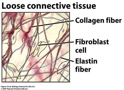 Epithelial Tissue Epithelial cells functions: Skin cells protect against injury and ultraviolet light Protect the body from water loss and pathogens Skin cells form glands that secrete mucus, oil,