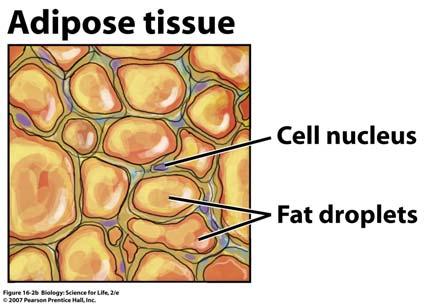Adipose Tissue Adipose tissue is It connects the skin to underlying structures Insulates and protects organs Specialized for