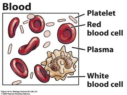 Cells are the main component of this tissue Only a small amount of matrix Blood Blood is a tissue that circulates throughout