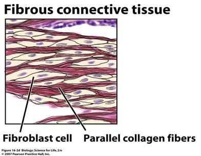 plasma White cells Red cells Platelets Fibrous Connective Tissue Forms tendons that connect muscles to bones Forms ligaments