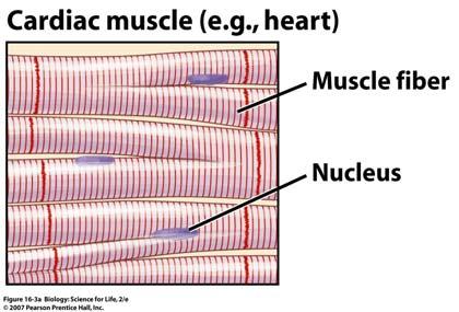 Muscle Tissue There are 3 