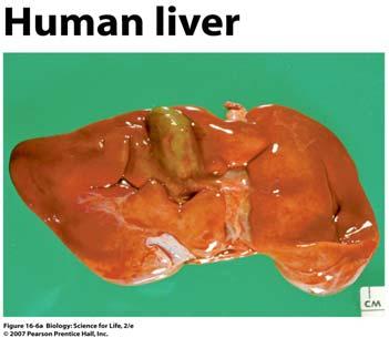 The Liver as a Model Organ Liver structure: Connective tissue separates the liver into lobules There is a central vein in each lobule that