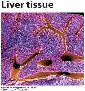 blood The filtering removes toxic materials, dead cells, pathogens, drugs, and alcohol The Liver as a Model Organ One organ: ex.
