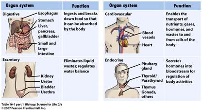 Organ Systems: There are eleven organ