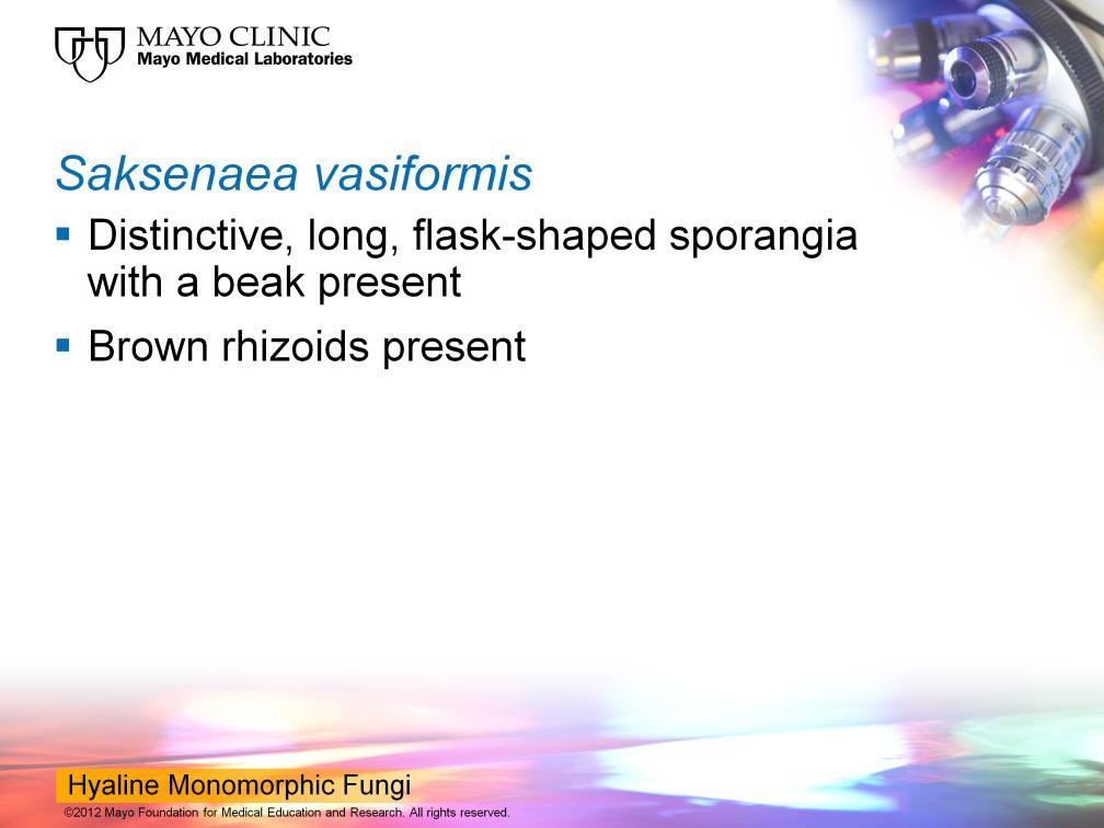 To look at Saksenaea vasiformis in some detail is what you see is the distinctive long,