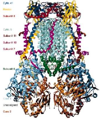 Complex III CoQ-Cytochrome c Reductase CoQ passes electrons to cyt c (and pumps H + ) in