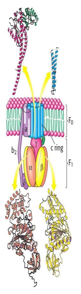 subunit ATP synthase Moving unit (rotor) is c ring and Remainder is stationary (stator) c ring subunit a subunit binds to outside of ring Exterior column has 1 a subunit 2 b subunits, and the