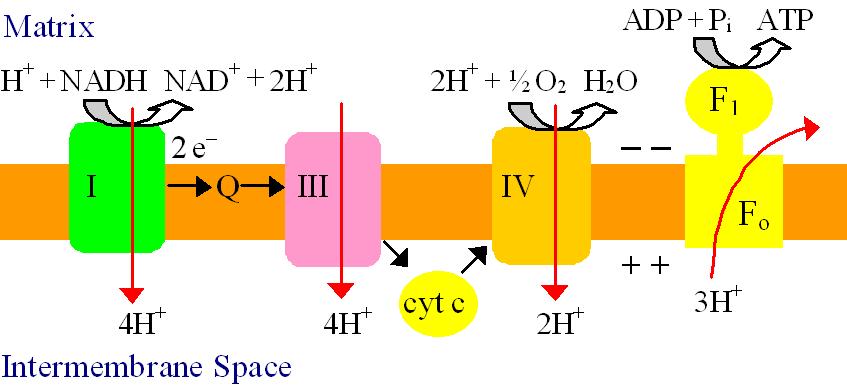 Chemiosmotic theory - respiration: Spontaneous e transfer through complexes I, III, & IV is coupled to non-spontaneous H +