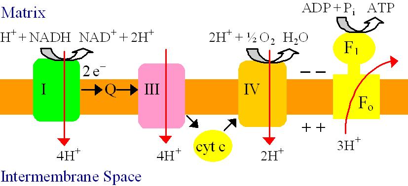 Chemiosmotic theory - F 1 F o ATP synthase: Non-spontaneous ATP synthesis is coupled to spontaneous H + transport into the matrix.