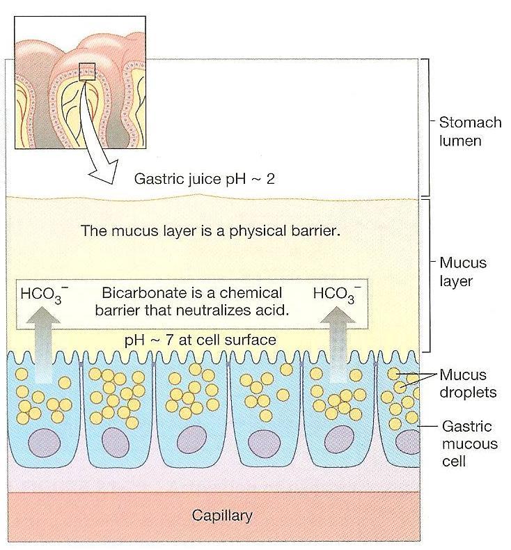 II. Gastric secretins influenced by bth Lng and Shrt Reflexes GASTRIC PHASE: GASTRIC SECRETIONS a.