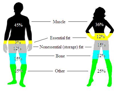 Body Composition Terms FFM (LBM): Fat Free Mass = muscle, bone, water (metabolically active) FM: Fat Mass =