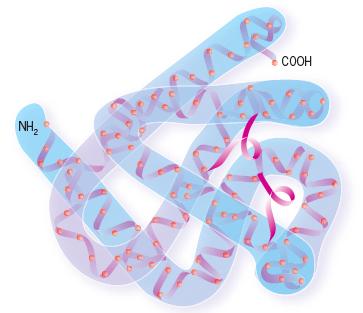 Tertiary Structure After the helices and sheets are formed, the protein folds into a 3D shape through interactions of the different side chains via hydrogen bonds, Van der Waal s forces, ionic