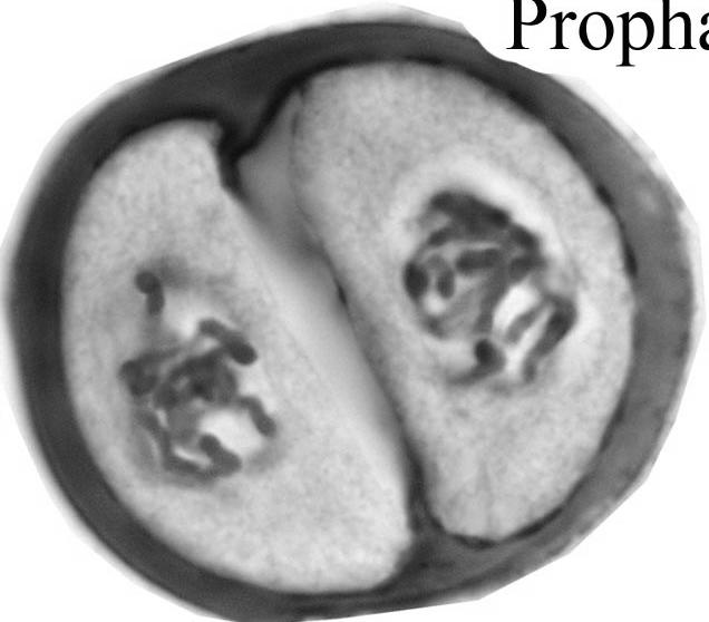 Prophase II Chromosomes appear and
