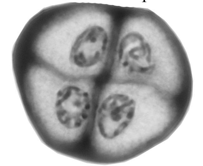 End Result: Four haploid cells.