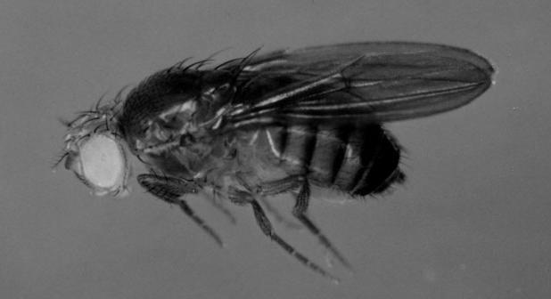 ) In 1909, one of Morgan s students, Calvin Bridges, discovered a mutant fly one with white eyes, instead