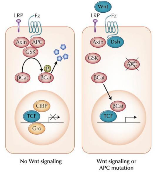 Osim ove, APC ima važnu ulogu u WNT/β-katenin signalnom putu (Slika 4.) koji regulira staničnu proliferaciju.