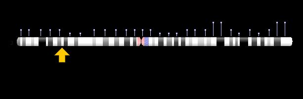 replikacije, tj. sprječava se daljnja distribucija štetnih promjena DNA u stanice kćeri. Upravo Slika 6. Položaj MLH1 gena na poziciji 21.3 kratkog kraka kromosoma 3 (od 36,993,350 do 37,050,846 pb).
