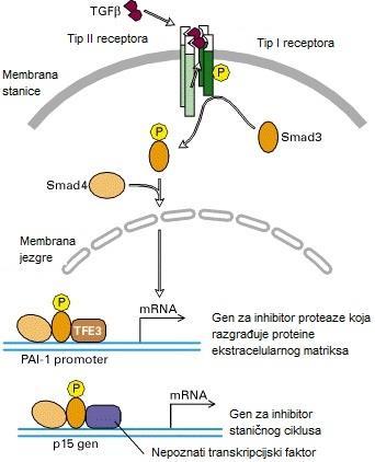 3.8. SMAD4 Gen SMAD4 nalazi se na 18. kromosomu, a njegove mutacije uzrokuju sindrom nazvan JPS.