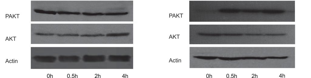 Akt-a je određivana kao odnos aktiviranog, fosforilisanog oblika proteina na poziciji Ser473, prema ukupnoj količini relevantnog proteina.