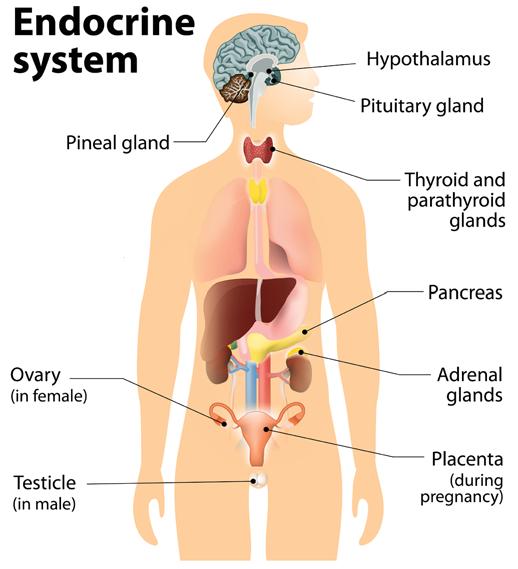 The function of the endocrine system The endocrine system is a collection of glands that produce hormones to regulate metabolism, growth, development, tissue function, sexual function, reproduction,