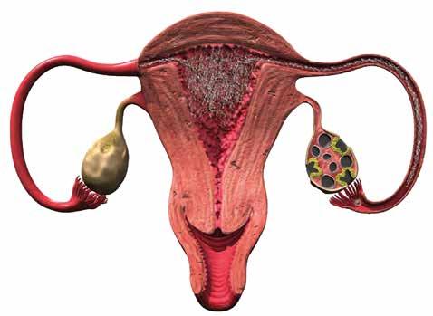 Journey of the sperm to the egg During vaginal intercourse, the semen is deposited after ejaculation in the vagina close to the opening of the cervix (neck of the uterus).