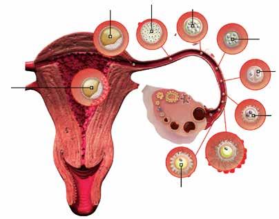 Egg fertilisation After ovulation, the layers of cells that surround the egg act as a major barrier to sperm. The sperm change their movement to a forward thrust and release enzymes from their heads.