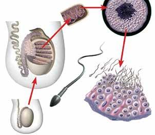 Epididymis As sperm mature, they pass from the testes to the epididymis, which stores and nourishes the sperm. The epididymis is a tightly coiled tube located on the top of the testes.
