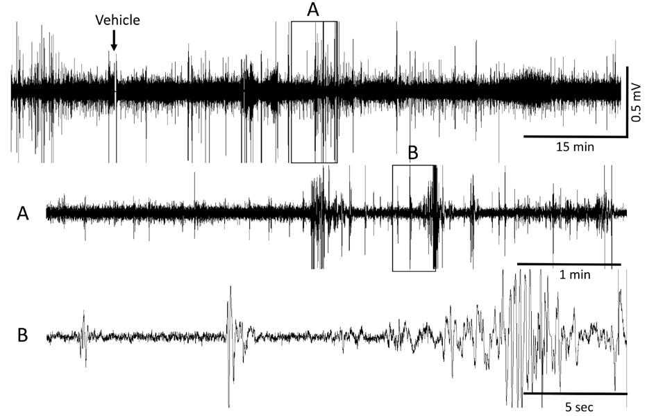 Figure 3 Recording of P7 rat pup before (A) and