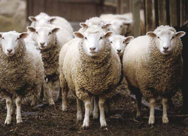 Understanding Dietary Thiomolybdate Toxicity Molybdenum and sulphur from the sheep/lamb s diet combine in the rumen to form Thiomolybdate. Thiomolybdate will bind with copper in the rumen.