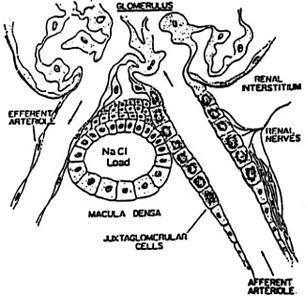 Figure 1. Schematic of the relation between Macula Densa cells, Juxtaglomerular cells, glomerulus, and afferent and efferent arterioles of the kidney. (See Figs. 34-4, p. 627 and 36-5, p.