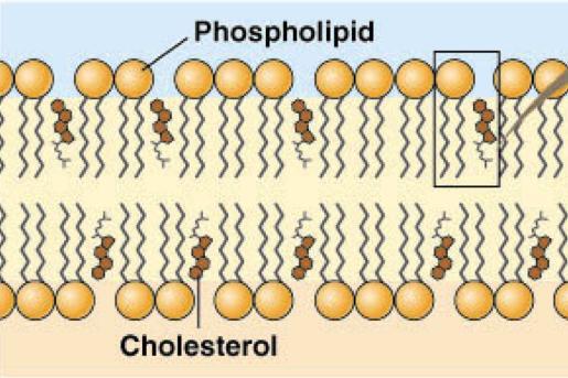 Å deep hydrophobic core. 2.2.3. Cholesterol lends rigidity to the cell membrane Cholesterol intercalates between both the monolayers of the membrane (Figure 6).
