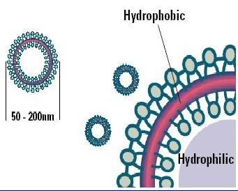 The formation of vesicles minimizes the exposure of the hydrophobic regions to the aqueous environment within the bilayer and maximizes the stability of the bilayer. 2.3.