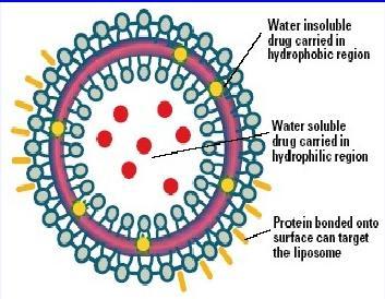 They are generated artificially in the laboratory using pure lipid solutions. Figure 7 The membrane bilayer of the liposomes may contain natural or synthetic lipids.