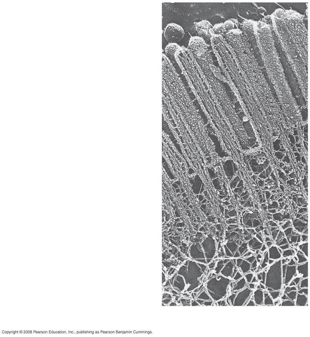 Microvillus Plasma membrane Microfilaments